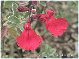 Salvia 'Desert Blaze'