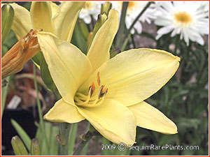 Hemerocallis citrina