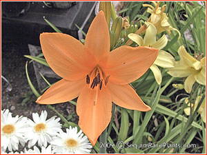 Hemerocallis exaltata