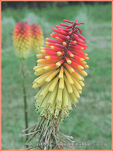 Kniphofia 'Royal Standard'
