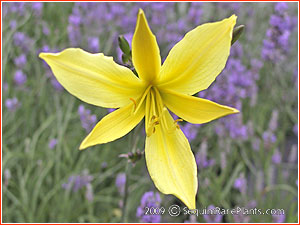 Hemerocallis citrina var. vespertina