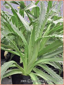 Eryngium agavifolium
