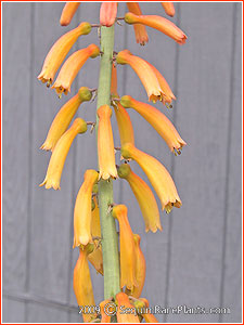Kniphofia thomsonii subsp. thomsonii