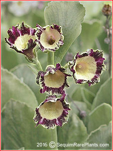 Primula 'Osbourne Green'