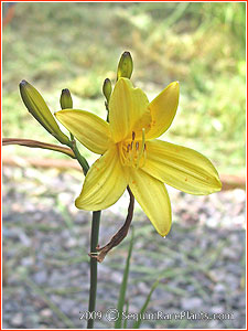 Hemerocallis lilio-asphodelus