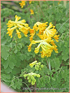 Corydalis lutea