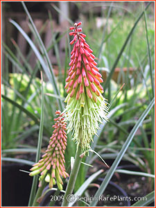 Kniphofia 'Corallina'