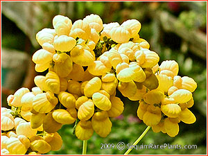 Calceolaria integrifolia 'Sunshine'