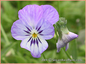 Viola 'Magic'