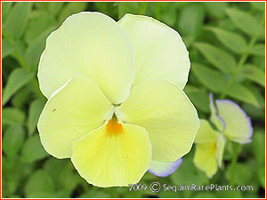Viola 'Better Times'