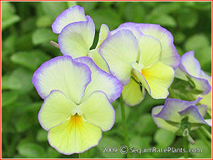 Viola 'Delicia'