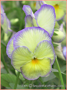 Viola 'Etain'