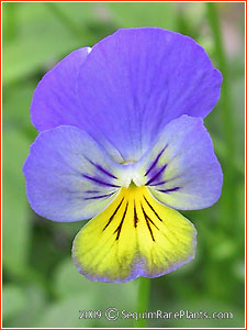 Viola 'Androse Gem'
