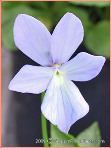 Viola 'Boughton Blue'