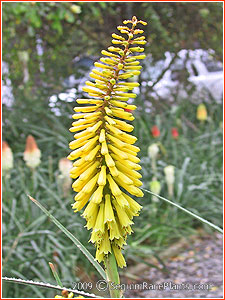 Kniphofia 'Candlelight'