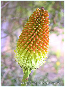 Kniphofia linearifolia