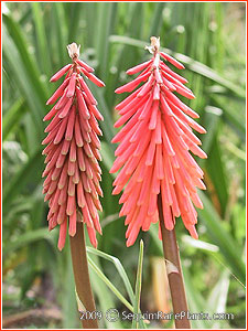 Kniphofia 'Glow'