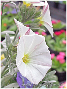 Convolvulus cneorum