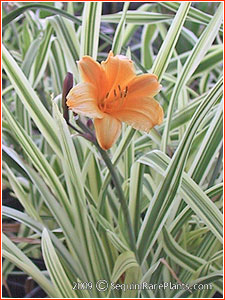 Hemerocallis 'Golden Zebra'