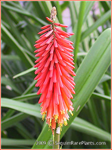 Kniphofia 'Nancy's Red'