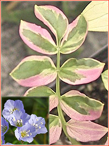 Polemonium 'Stairway to Heaven'