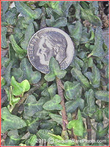 Hedera 'Spetchley'