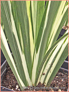 Iris foetidissima 'Variegata'