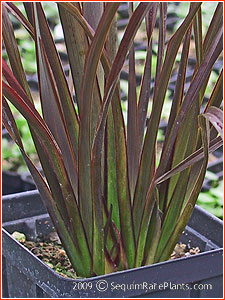 Phormium 'Platt's Black'