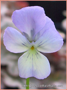 Viola 'Fiona'