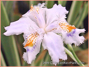 Iris japonica 'Aphrodite'