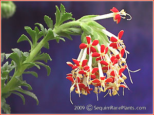 Glumicalyx goseloides