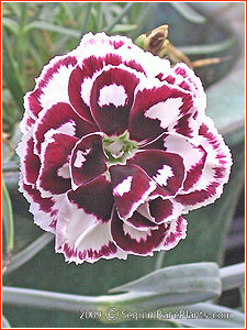 Dianthus 'Laced Hero'