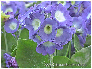 Primula 'Chehalis Blue'