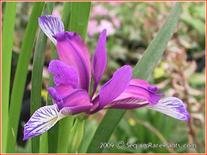 Iris graminea