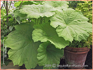 Astilboides tabularis