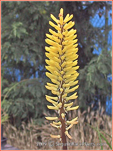Kniphofia 'Torchlight'