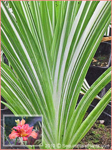 Hemerocallis fulva 'Kwanso Variegata'