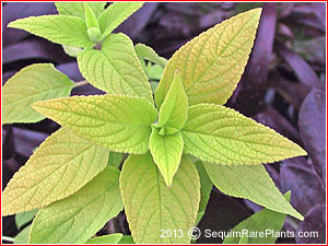 Salvia 'Golden Delicious'