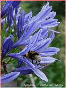 Agapanthus 'Headbourne Hybrids'