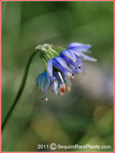 Allium sikkimense