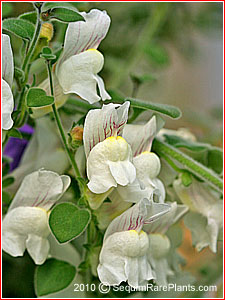 Antirrhinum glutinosum 'Gummy'