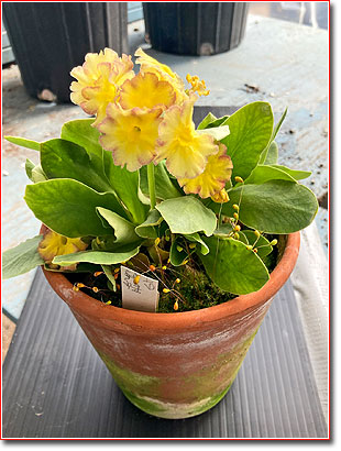 Primula propagating 1