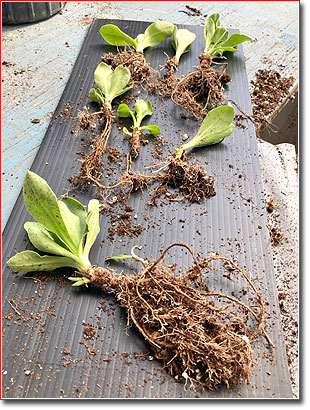 Primula propagating 4