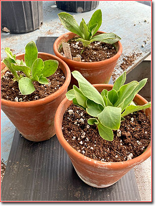 Primula propagating 5