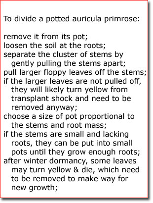 Primula propagating 6