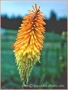 Kniphofia 'Bee's Sunset'