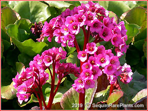 Bergenia 'Ballawley'