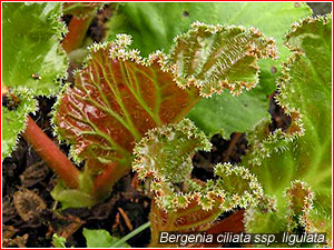 Bergenia ciliata ssp. ligulata