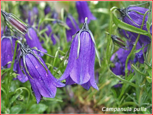 Campanula pulla