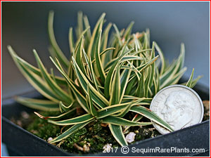Carex firma 'Variegata'